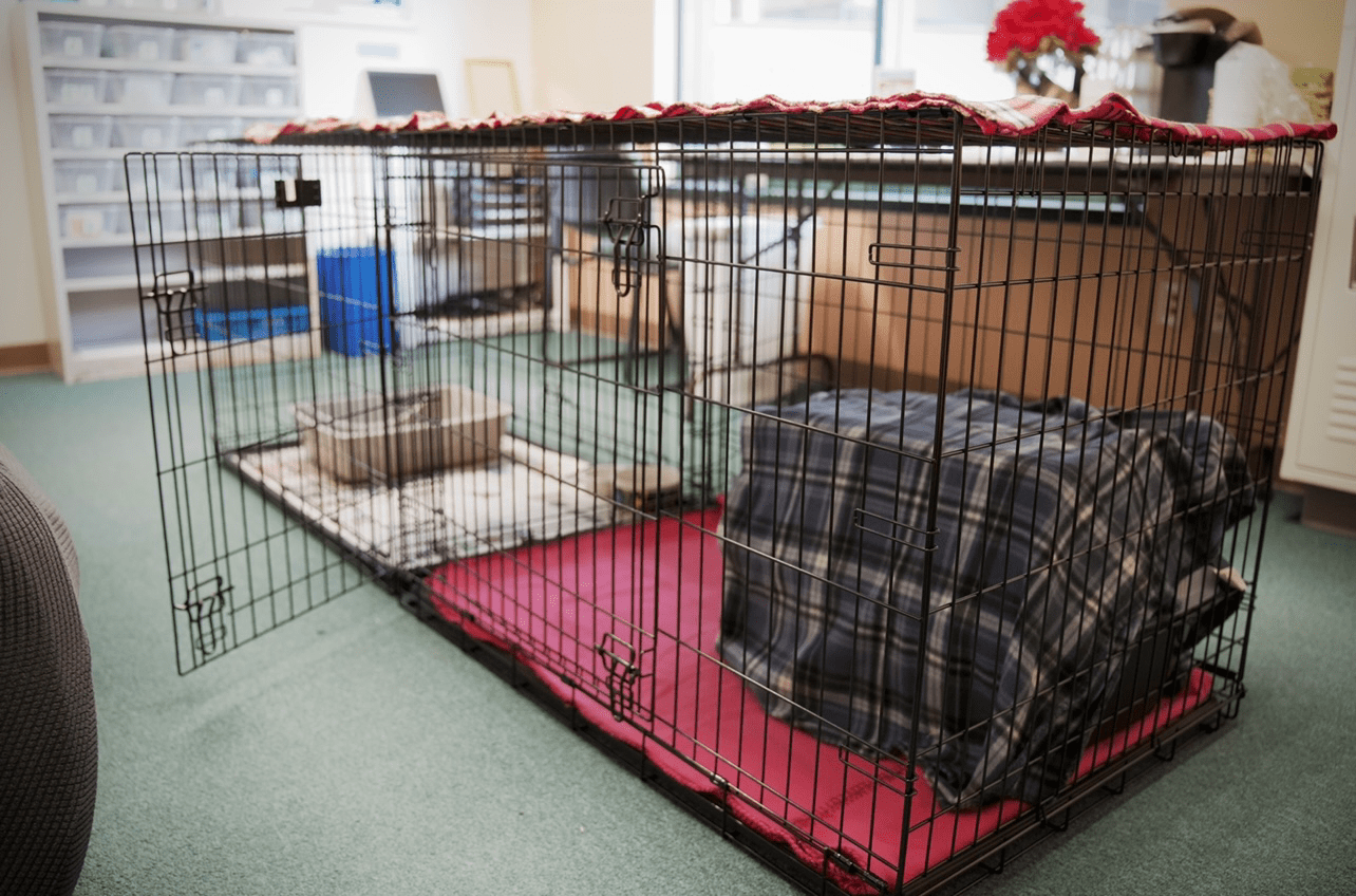The Wild Ones Caring for Feral Cats with Kittens in Foster Homes